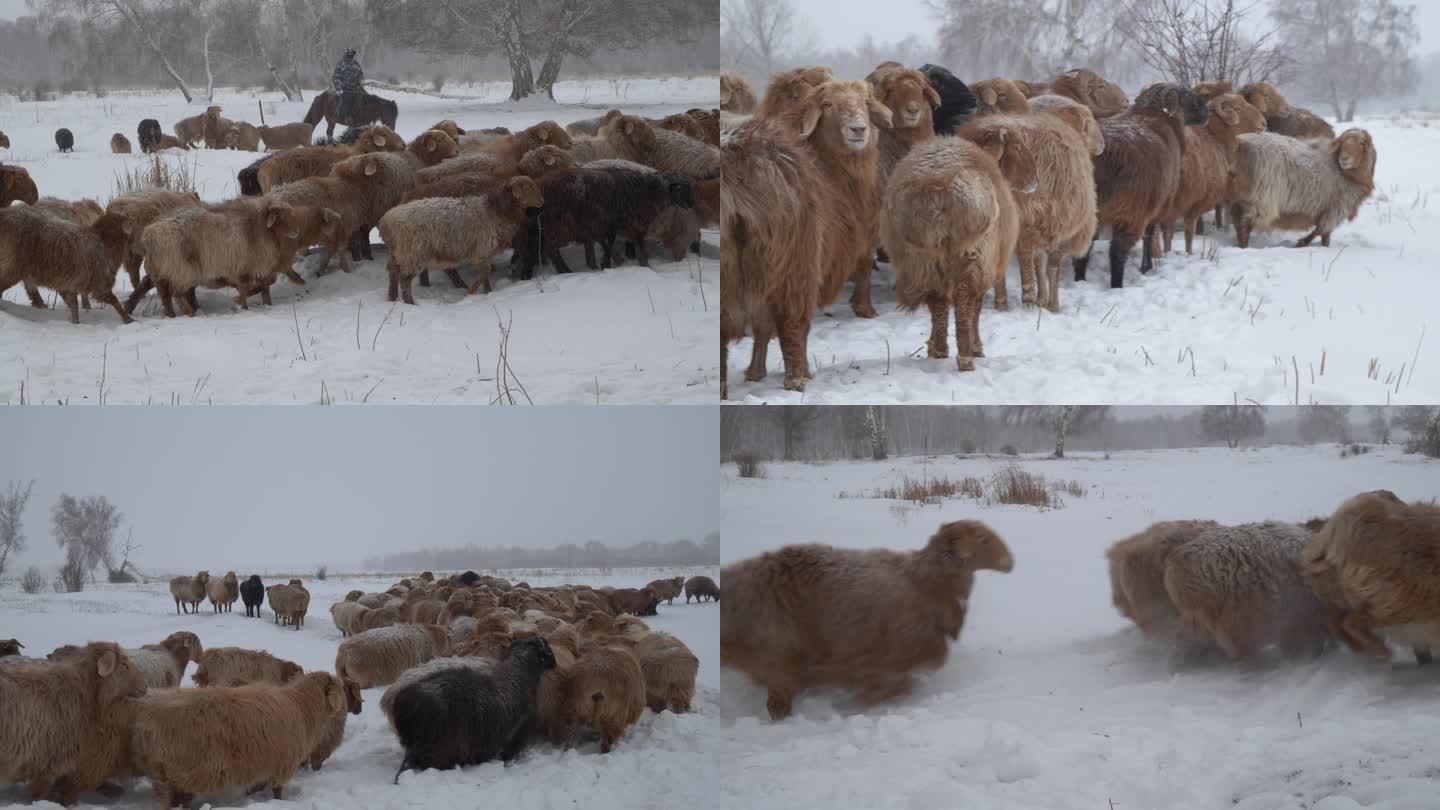 新疆阿勒泰哈巴河牧民放羊