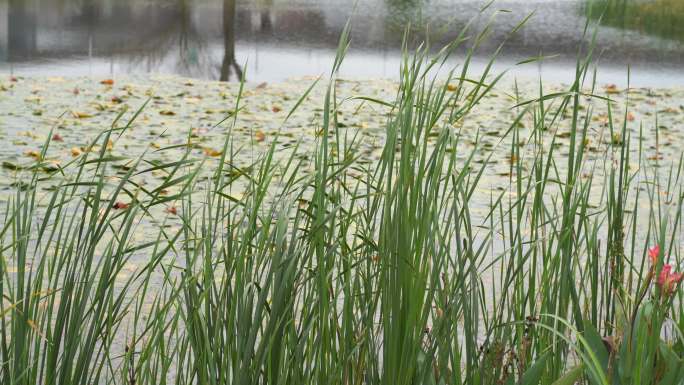 湖边水草风吹芦苇大河江河江边湖泊湖畔岸边