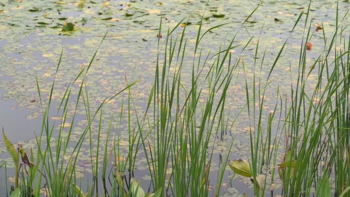 湖边水草风吹芦苇大河江河江边湖泊湖畔岸边