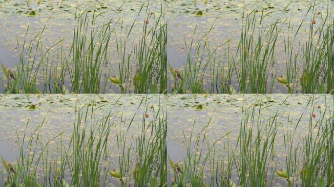 湖边水草风吹芦苇大河江河江边湖泊湖畔岸边