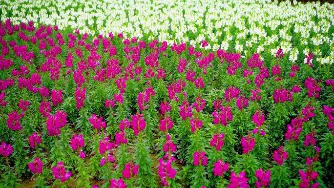 春天花园花圃花朵鲜花