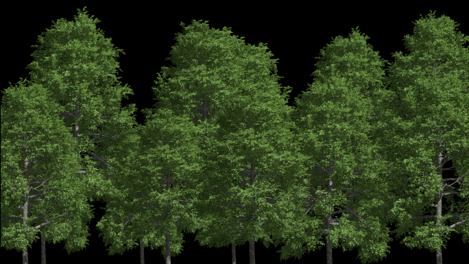 三组真实感森林树木生长过程带透明通道