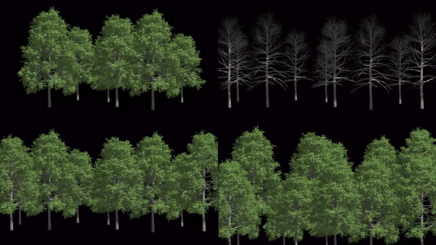 三组真实感森林树木生长过程带透明通道