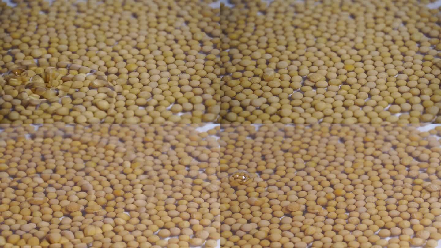 黄豆 滴水 慢动作 视频素材 实拍