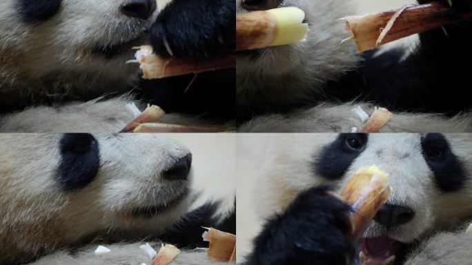 熊猫吃笋