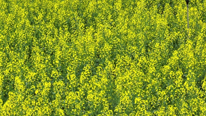 油菜花航拍