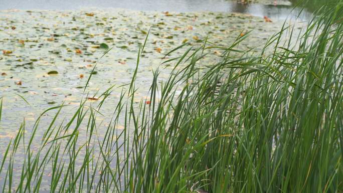 湖边水草风吹芦苇大河江河江边湖泊湖畔岸边