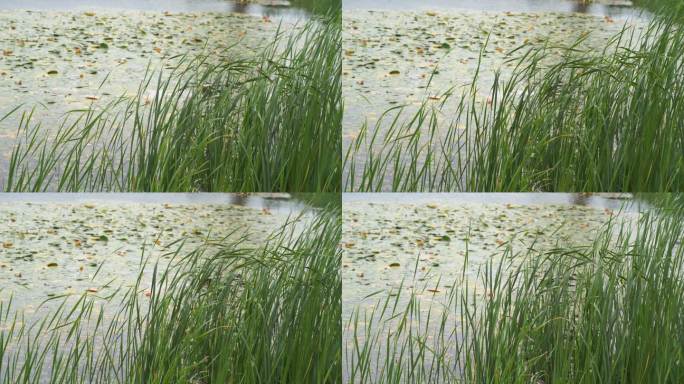 湖边水草风吹芦苇大河江河江边湖泊湖畔岸边