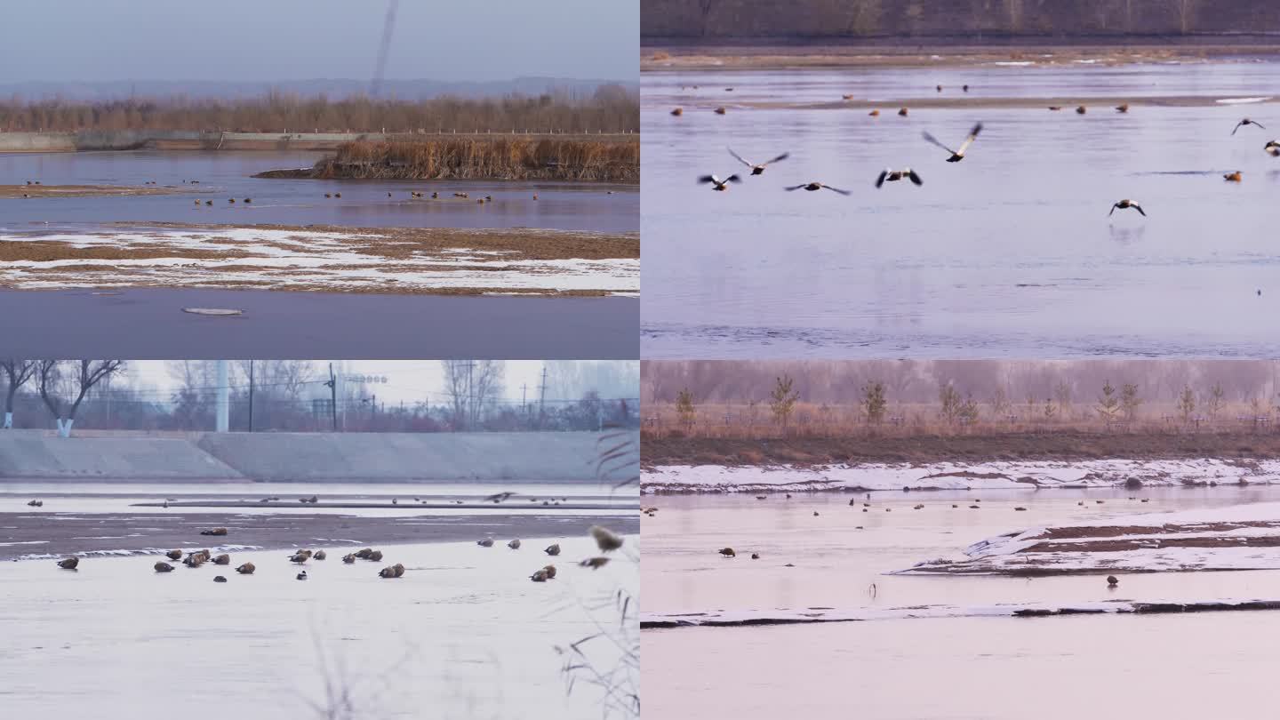 西北甘肃张掖黑河天鹅野鸭子候鸟河西湿地
