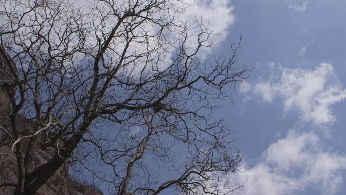 蓝天白云-光秃的树干