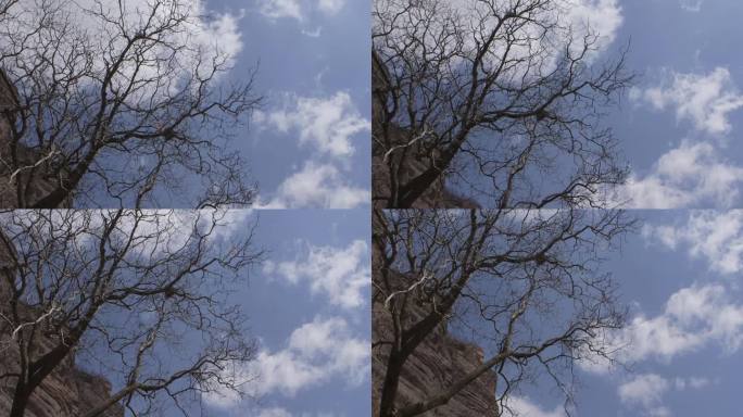 蓝天白云-光秃的树干