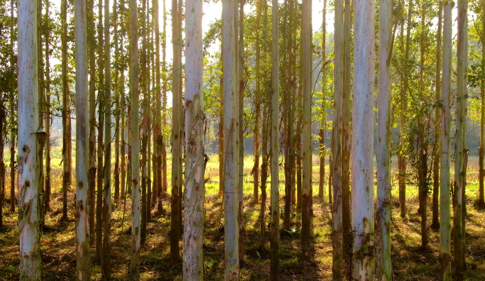 速生桉 农田种植桉树林