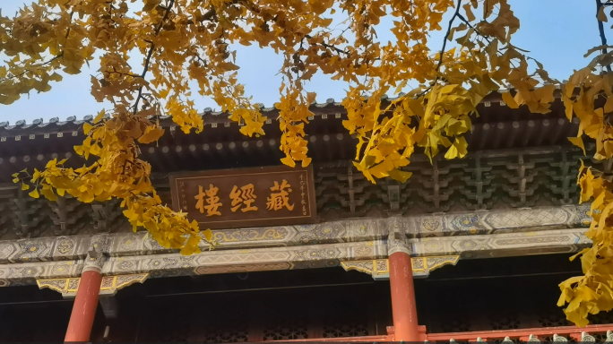 【原创】秋日 银杏 青岛 湛山寺 祈福