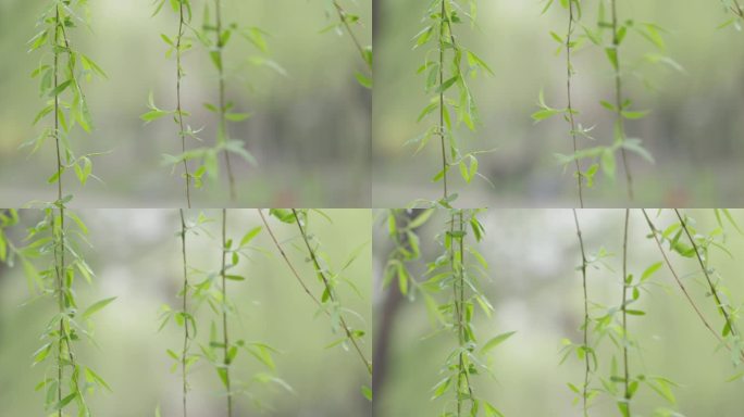 柳树柳条实景视频4k素材