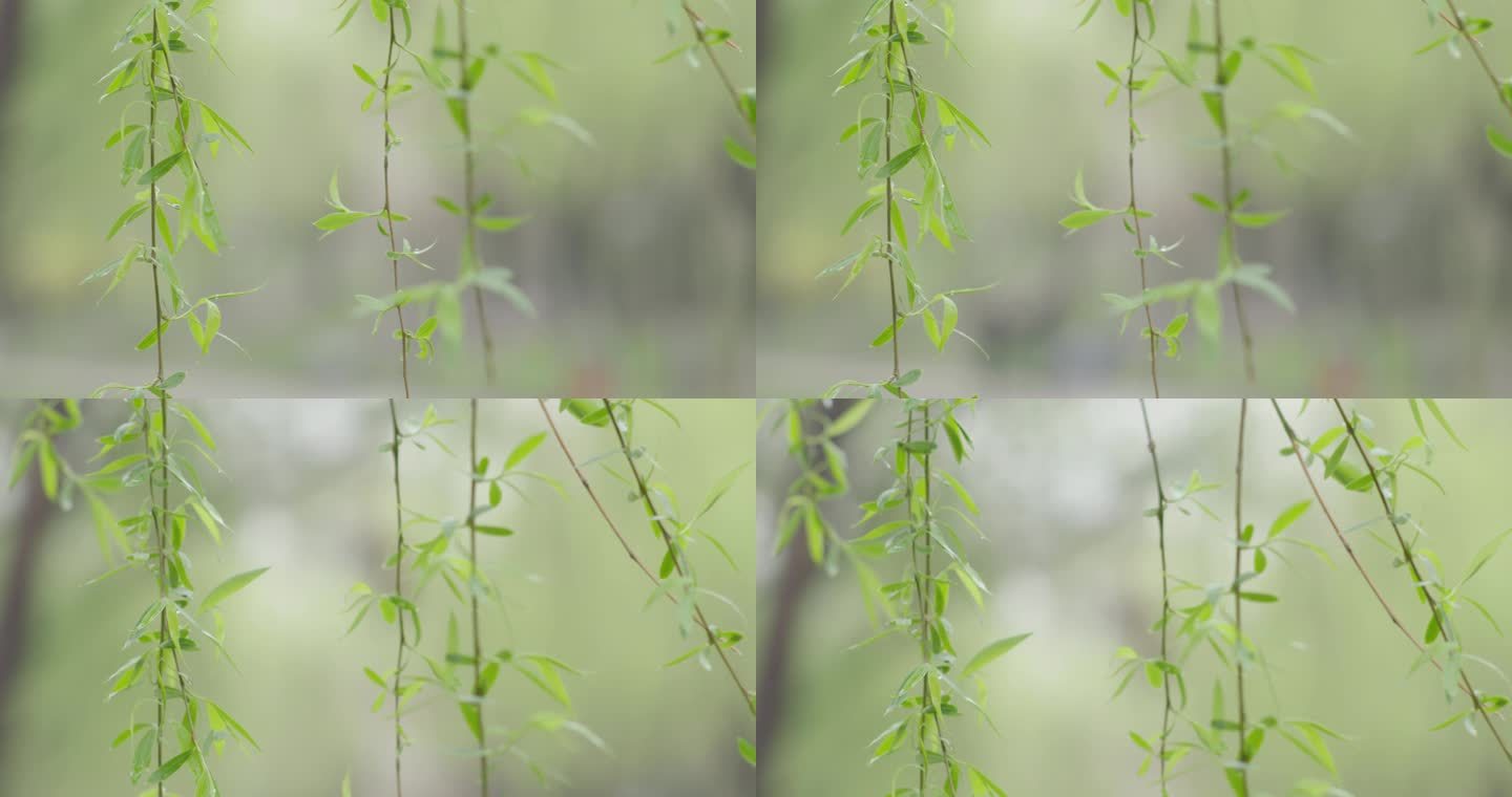 柳树柳条实景视频4k素材