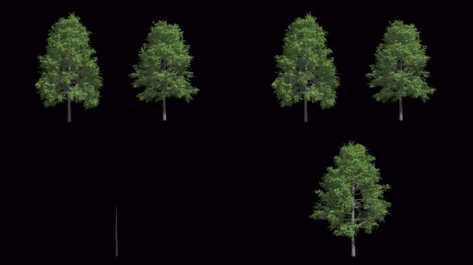 真实感绿树生长过程带透明通道