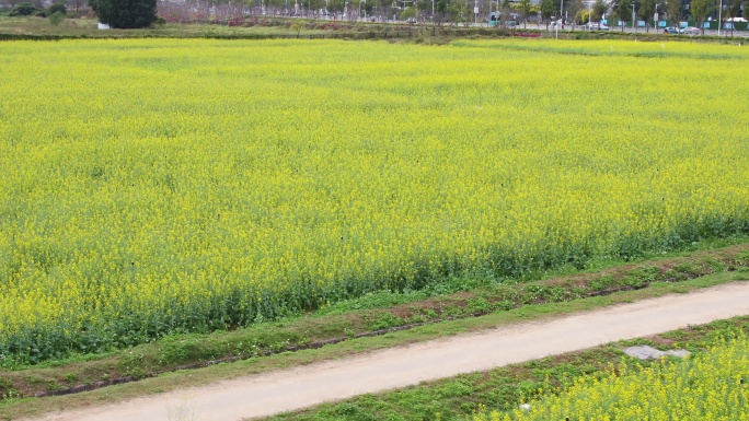 光明油菜花