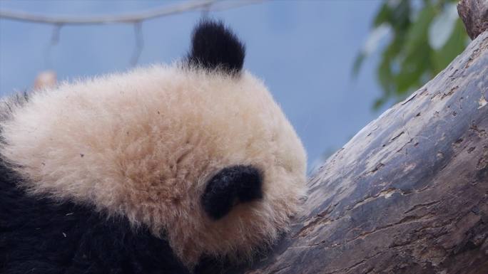熊猫树上睡觉