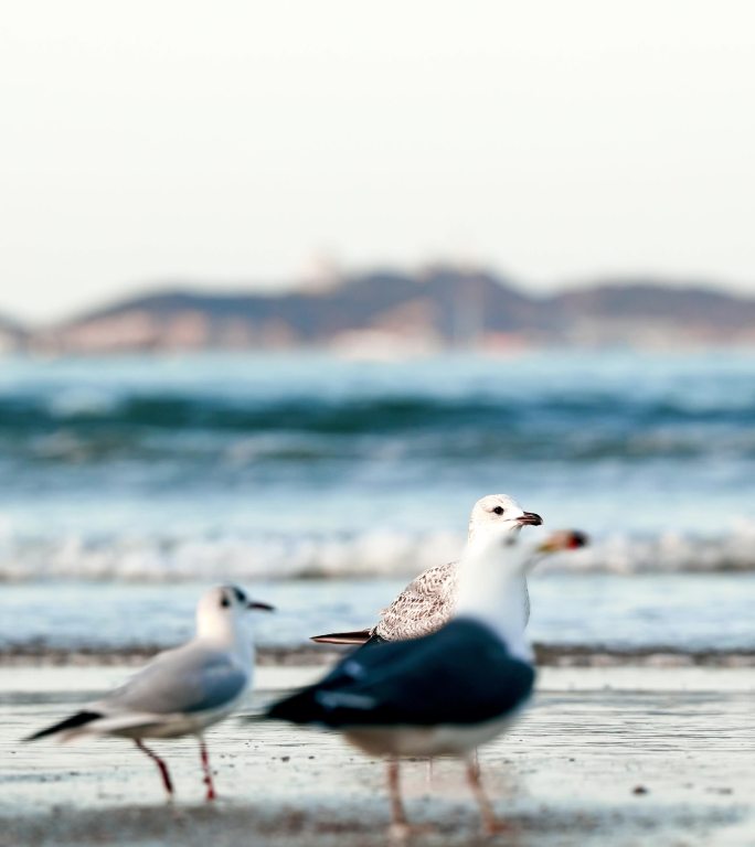 【4K】海边海鸥吃食竖版视频