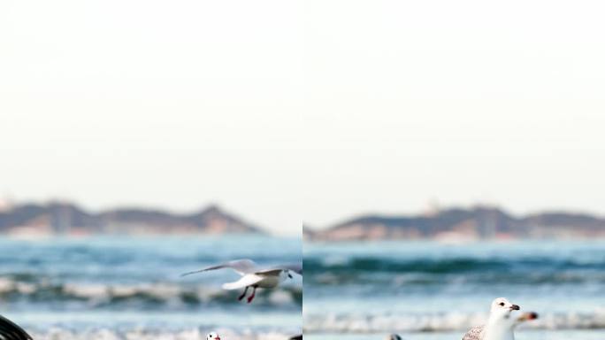 【4K】海边海鸥吃食竖版视频