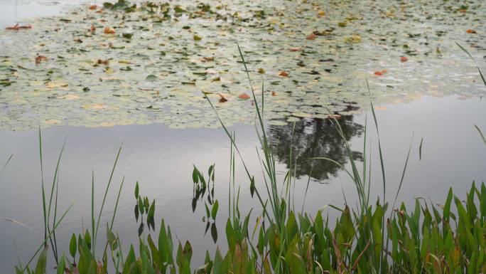 湖边水草风吹芦苇大河江河江边湖泊湖畔岸边