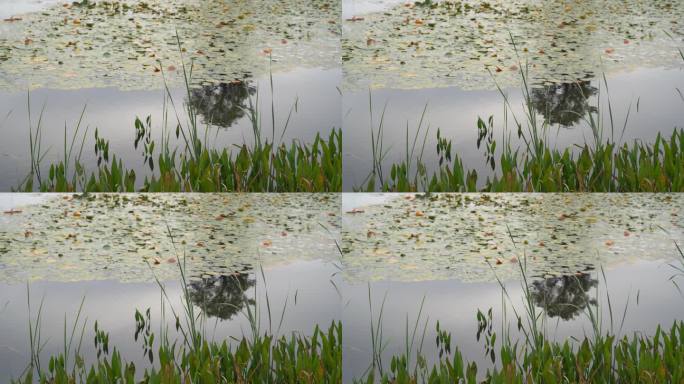 湖边水草风吹芦苇大河江河江边湖泊湖畔岸边