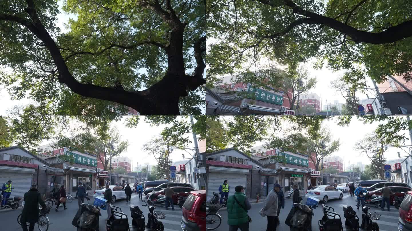 老北京胡同中的大树