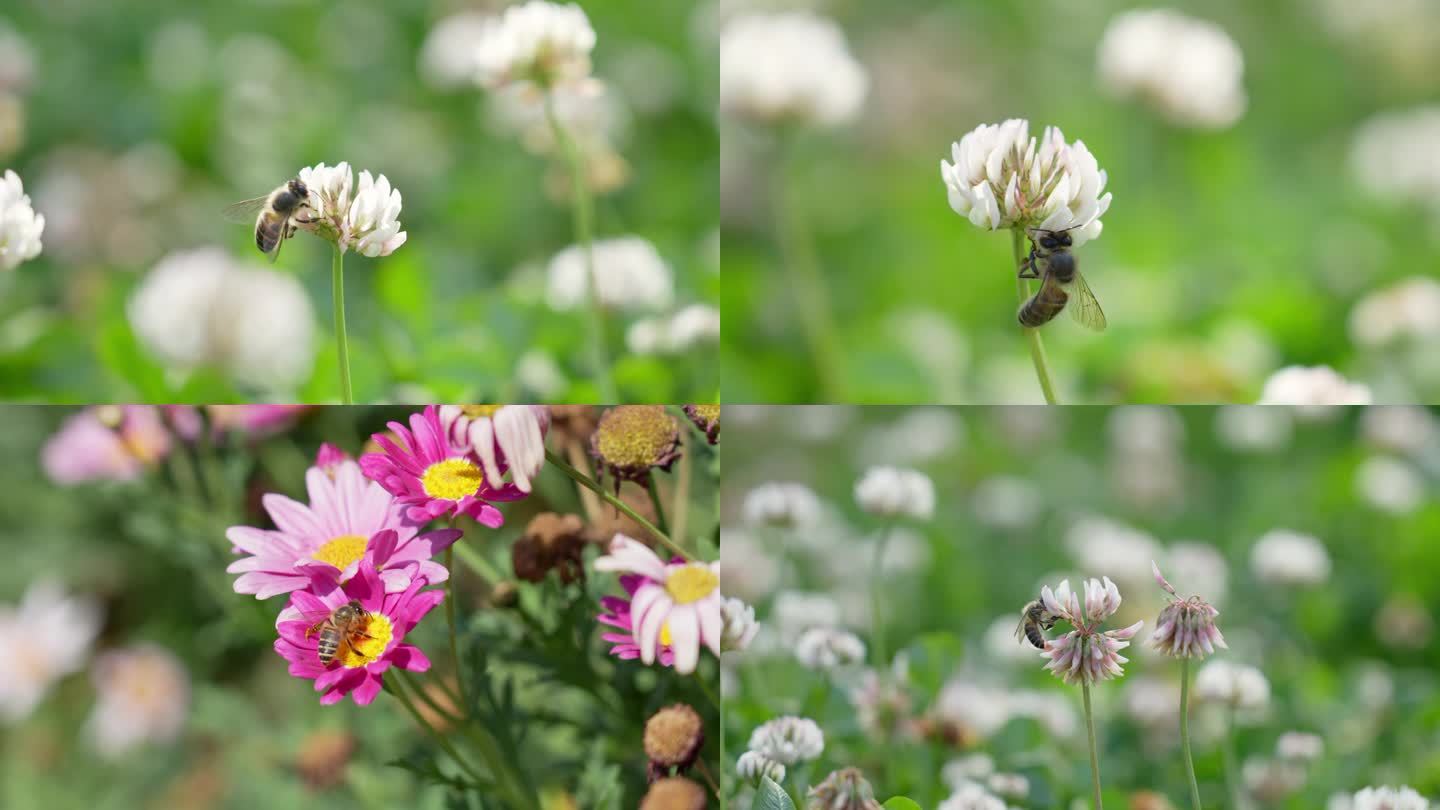 蜜蜂采蜜 蜜蜂在花上飞