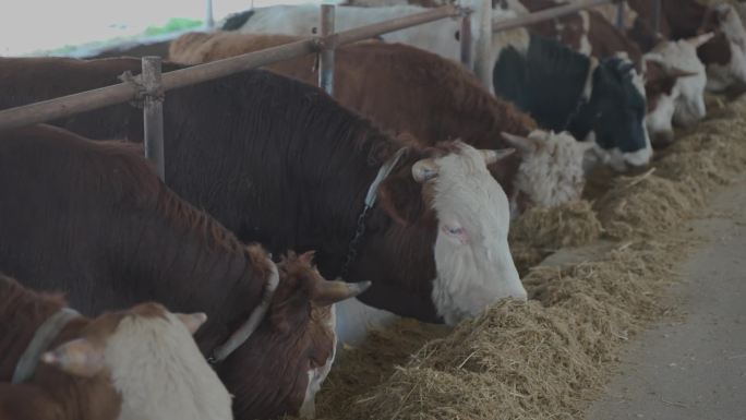 现代化养殖场肉牛饲喂养殖高清素材