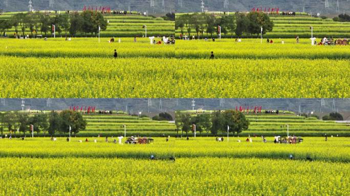 深圳光明小镇欢乐田园油菜花