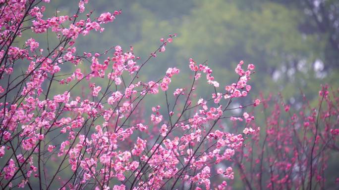 春天枝头开放的梅花