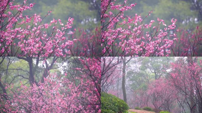 春天枝头开放的梅花