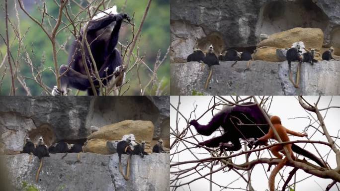 【4k】广西崇左白头叶猴珍惜野生动物