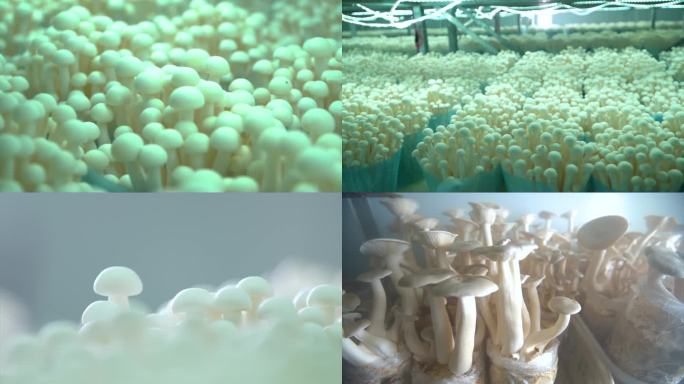 工厂化种植蘑菇海鲜菇甘肃 河西西北