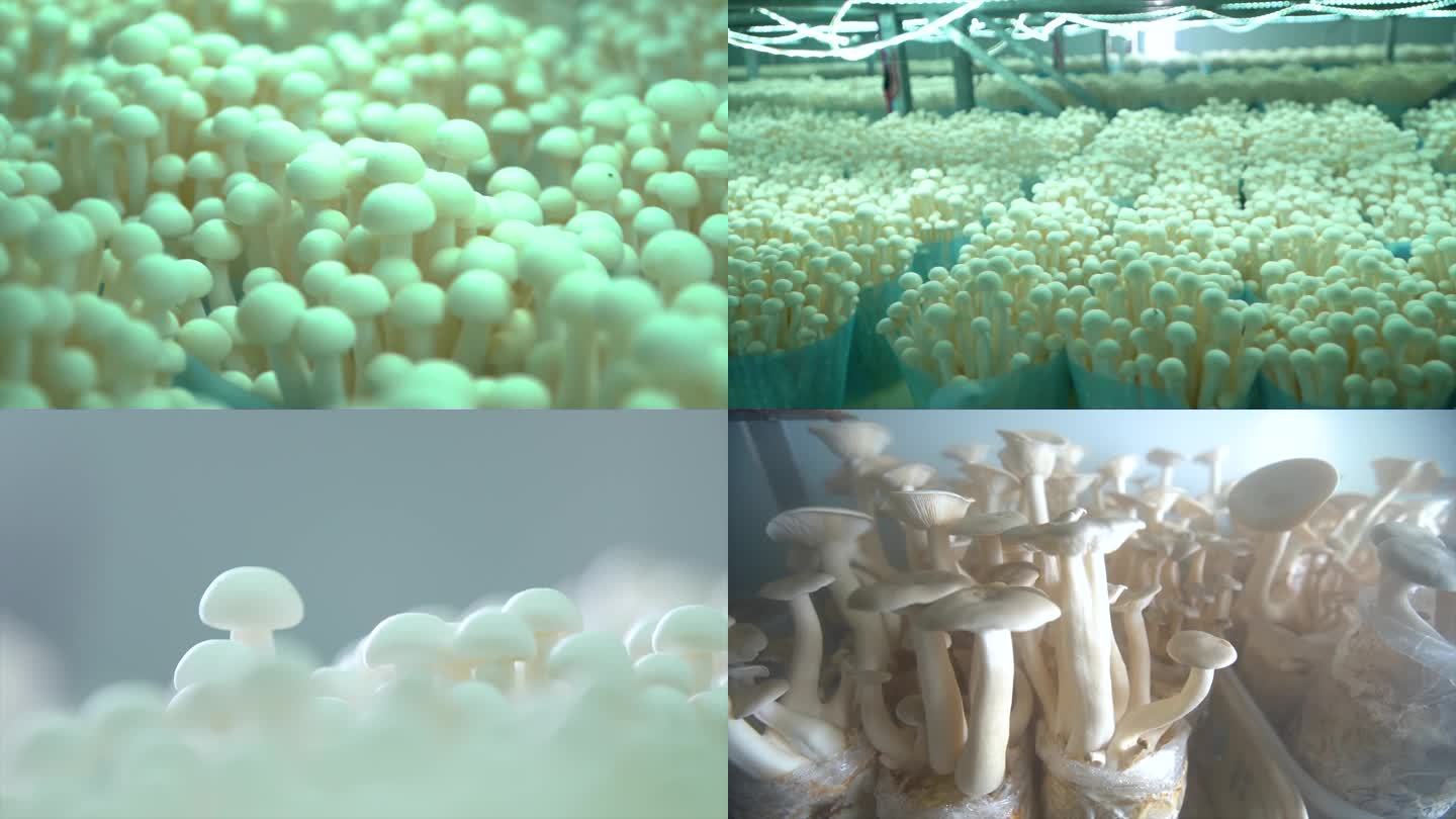 工厂化种植蘑菇海鲜菇甘肃 河西西北