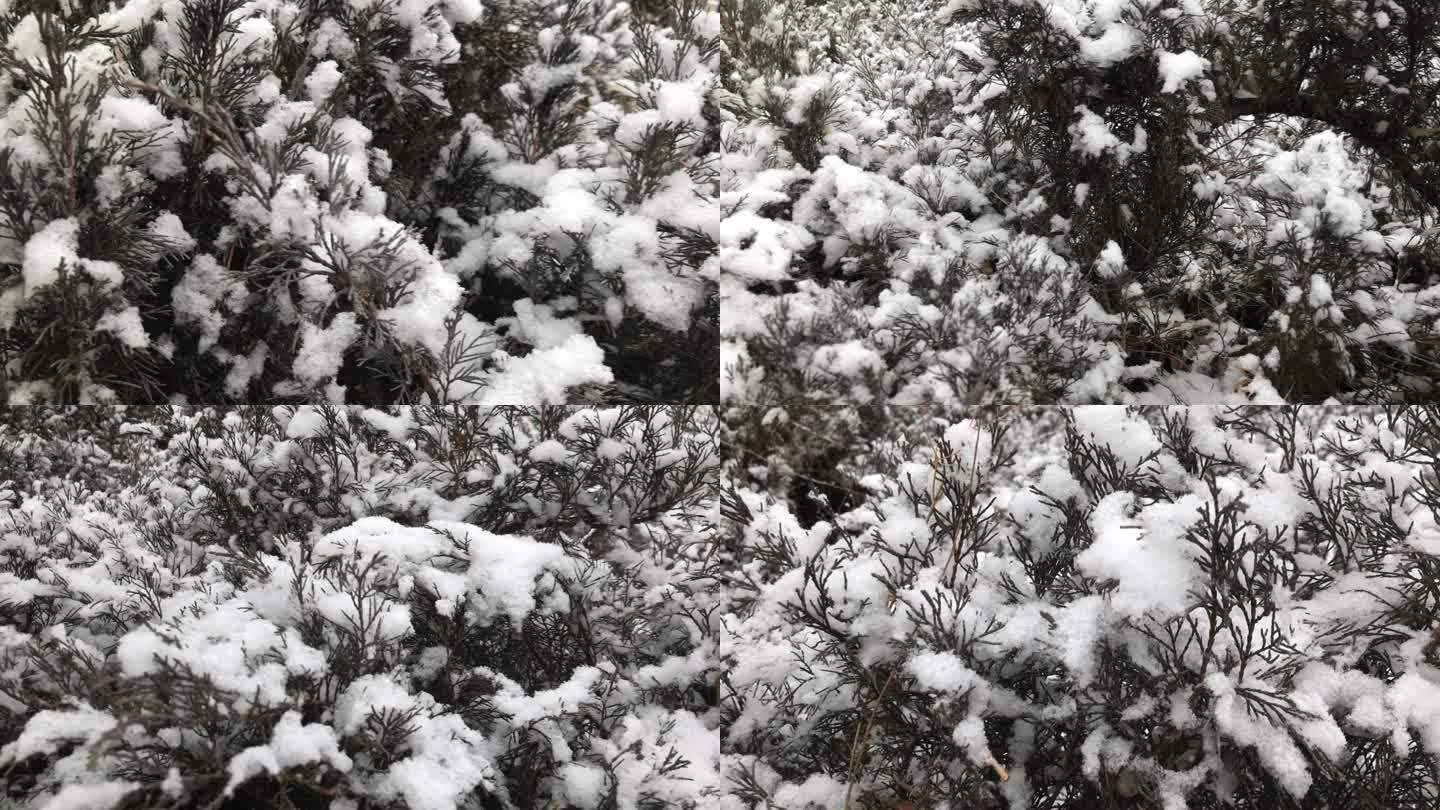 绿地 植物 树杈 落雪