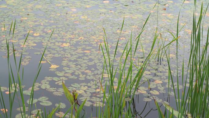 湖边水草风吹芦苇大河江河江边湖泊湖畔岸边