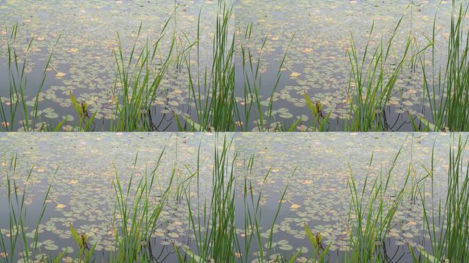 湖边水草风吹芦苇大河江河江边湖泊湖畔岸边