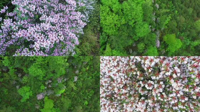 高山杜鹃花