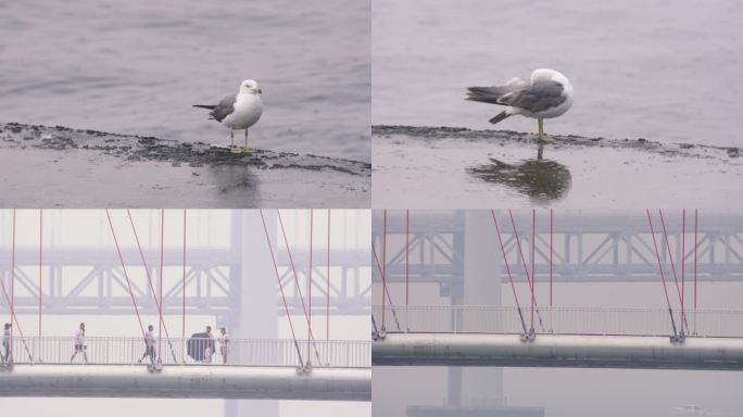 海边海鸥游客苍野500测试