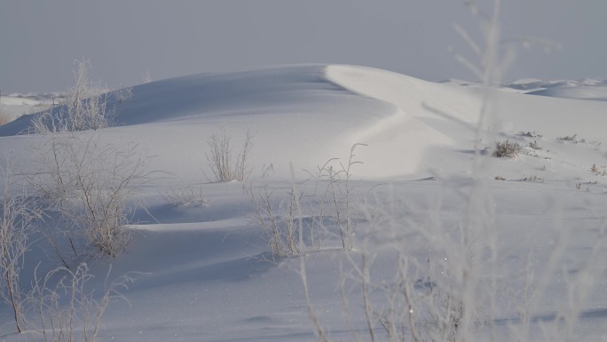 雪景 沙漠 植物 霜冻 季节气候