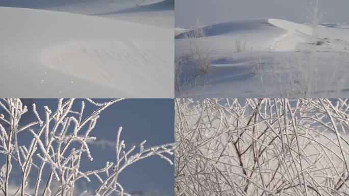 雪景 沙漠 植物 霜冻 季节气候
