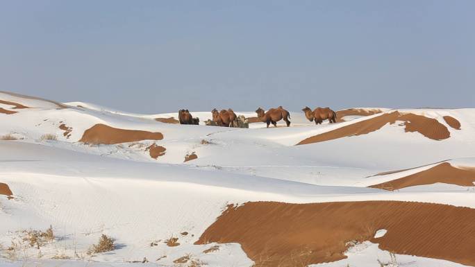 雪地里行走的骆驼