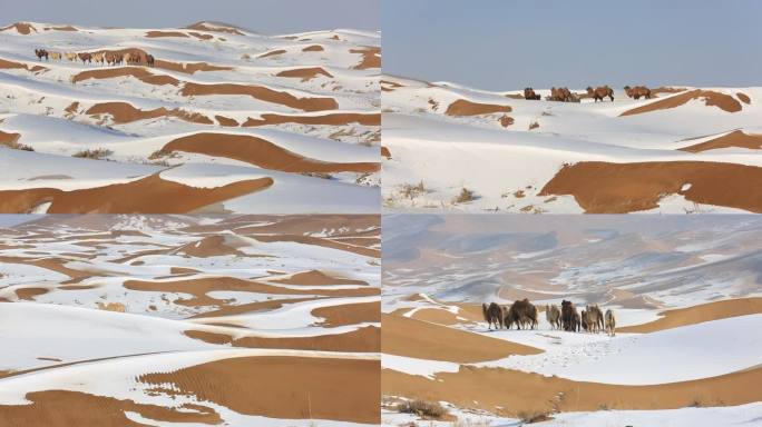雪地里行走的骆驼