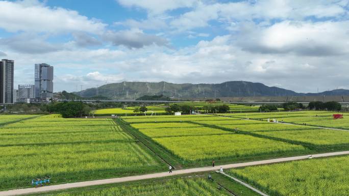 深圳光明小镇欢乐田园油菜花