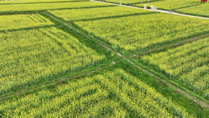 油菜花航拍