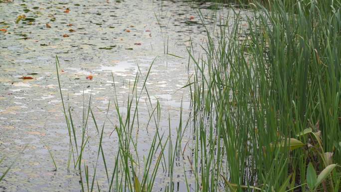 湖边水草风吹芦苇大河江河江边湖泊湖畔岸边