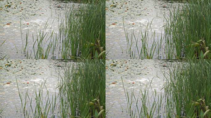 湖边水草风吹芦苇大河江河江边湖泊湖畔岸边