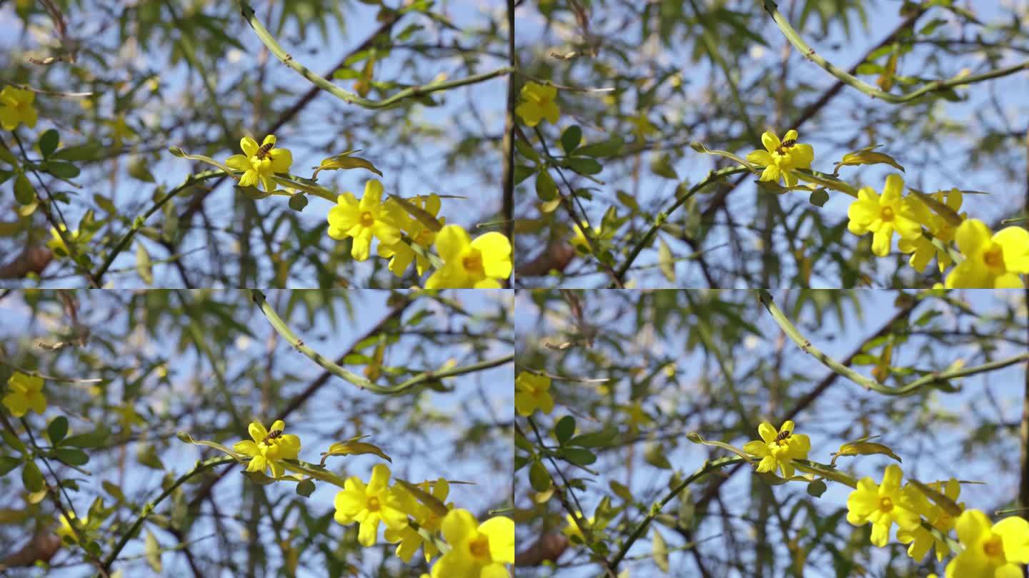 春天阳光下盛开的迎春花