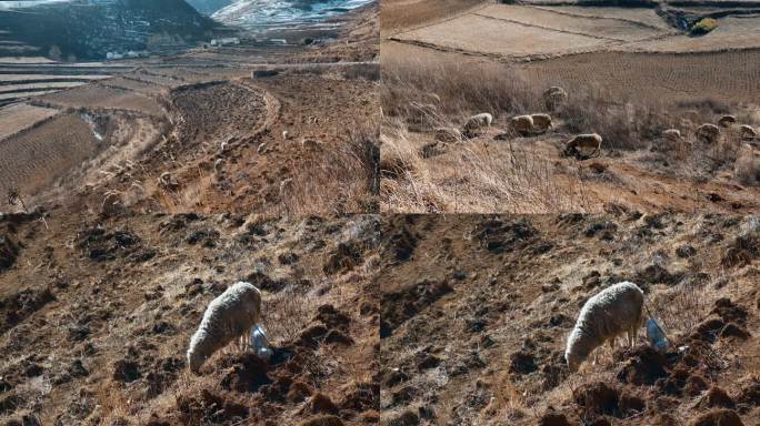 冬季高原牧场村庄云南苦寒山区绵羊小羊羔